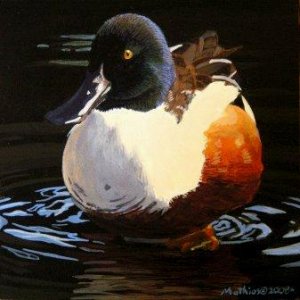 Northern Shoveler