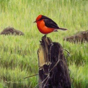 Vermillion Flycatcher