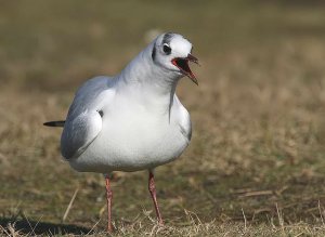 Black-headed Gull