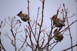 Waxwings at Cutthorpe