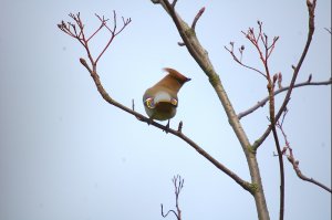 Waxwings at Cutthorpe