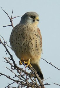 Kestrel