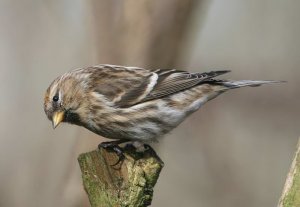 Lesser Redpoll