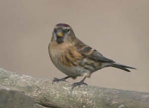 Lesser Redpoll