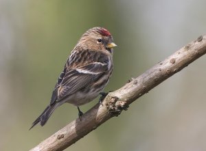 Lesser Redpoll