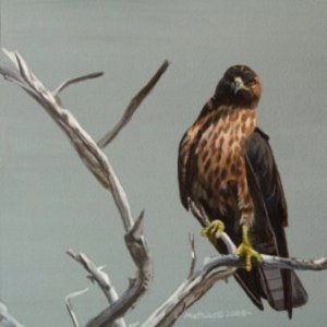 Galapagos Hawk