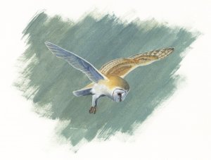 Barn owl flight study