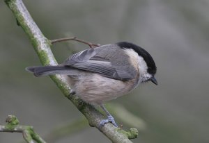 Willow Tit