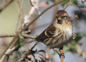 Lesser Redpoll