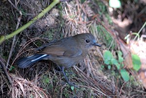 White-tailed Robin (female)