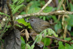 Streaked Wren-Babbler