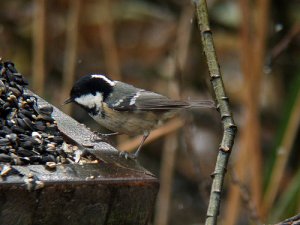 Coal Tit