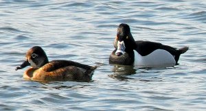 Ring-necked Ducks