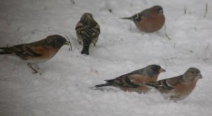 Brambling & Chaffinch