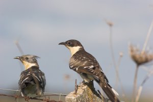 Great-spotted Cuckoo