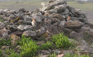 Hoopoe