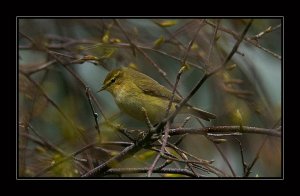 Chiffchaff