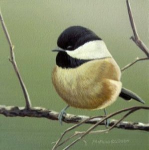 Chickadee