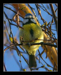 Blue Tit