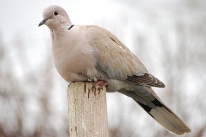 Collared Dove (full frame)