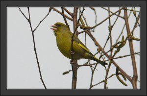 Singing Greenfinch