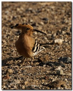 Hoopoe