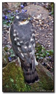 Sparrowhawk