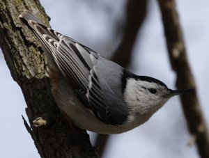 Nuthatch