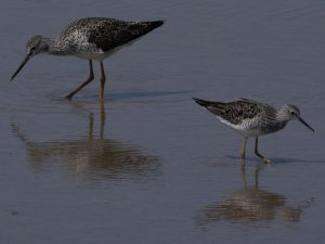 Greater and Lesser Yellowlegs