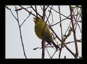 Greenfinch chirp chirp chirping