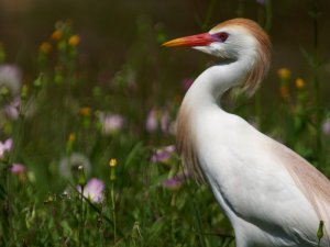 male cattle egret breeding colors