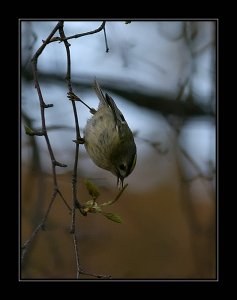 Bug on my tongue (Goldcrest)