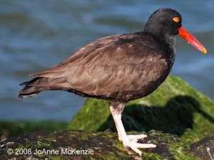 Black Oystercatcher