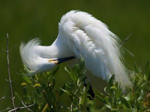 snowy egret