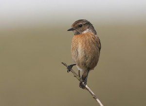 Stonechat