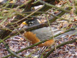 American Robin