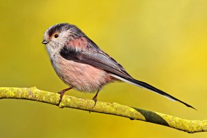 Long-tailed Tit