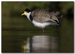 Masked lapwing bathing