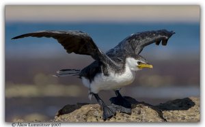 Little pied cormorant