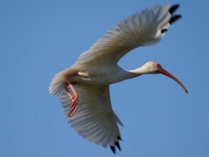 white ibis in flight