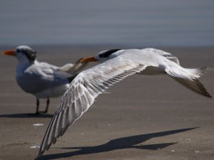 low pass on beach (royal tern)