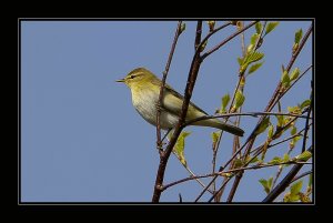 Chiffchaff