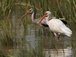 Adult and juvenile White Ibis