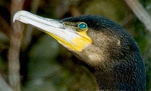 Cormorant