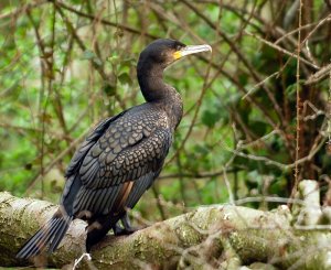 Cormorant Roosting