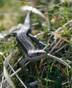 Common Lizzard