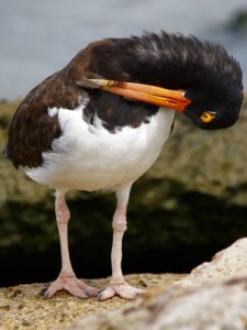 American Oystercatcher Preening Chest Feathers
