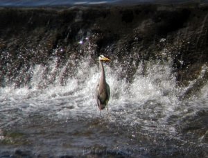 Grey Heron [DigiBinned]