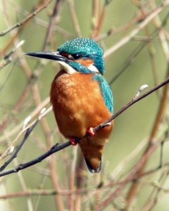 Kingfisher