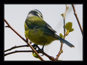 Blue Tit